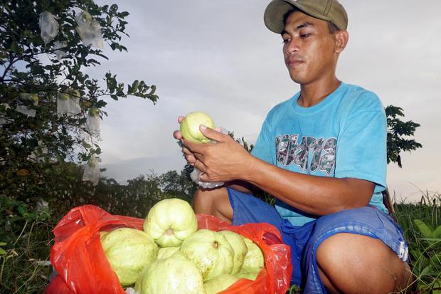 Teks Negosiasi Minta Jambu - Muhammad Haekal Triputra