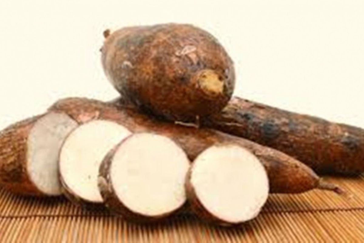 Fitri Indah Pradya – SINGKONG SEBAGAI ALTERNATIF MAKANAN POKOK